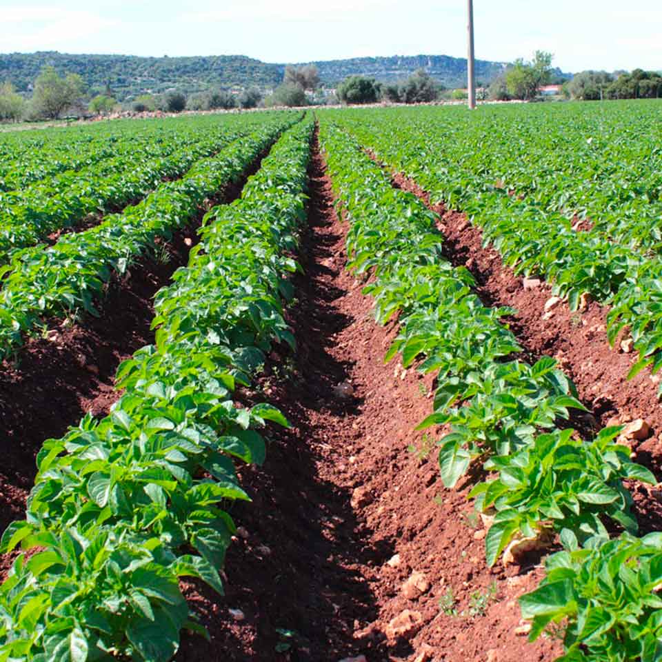 Lieto SC: contro la peronospora della patata