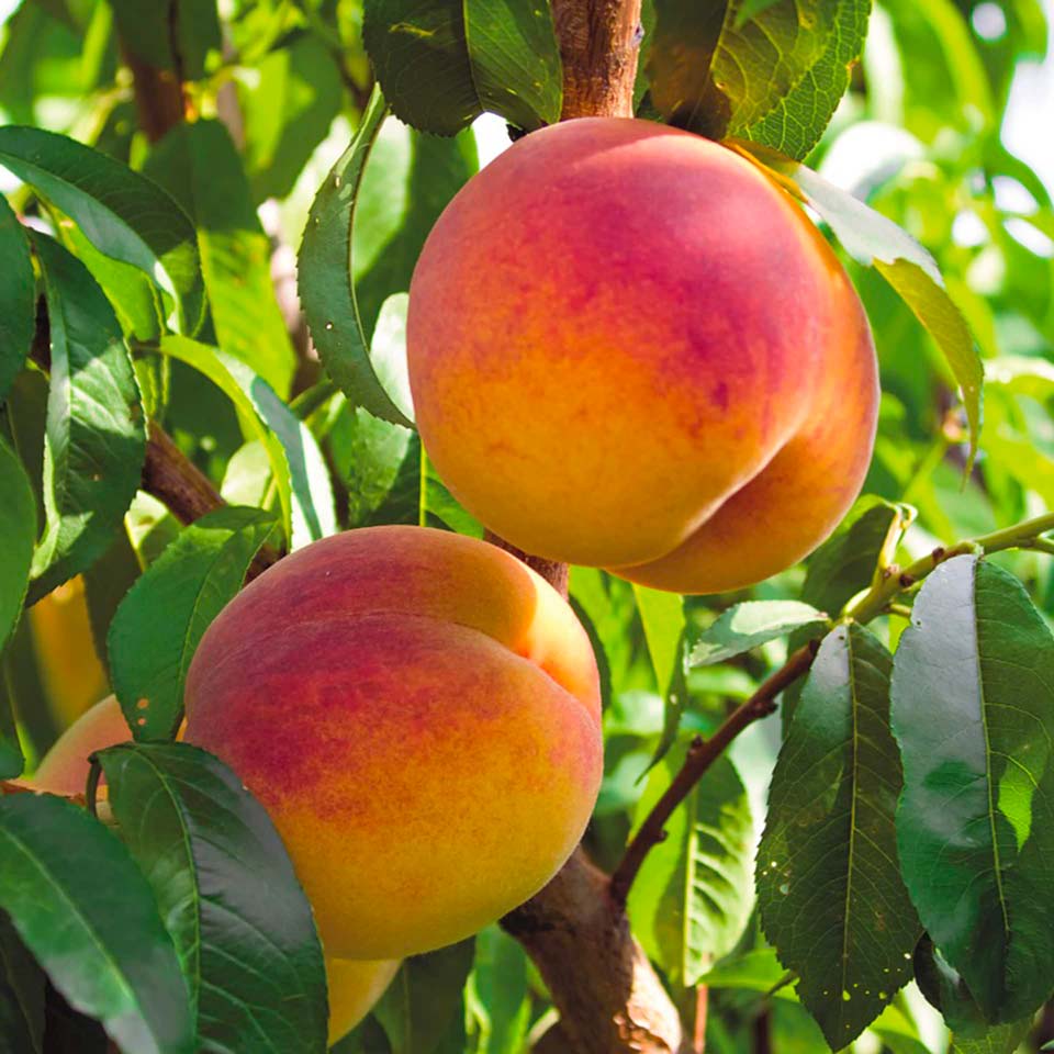 Abyss Pro e Aguademayo: gli antistress per le frutticole