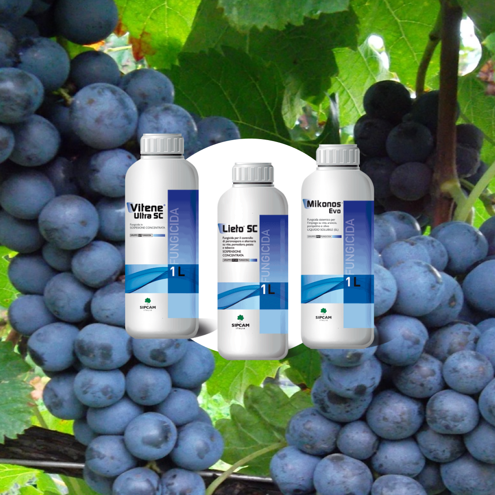Vitene Ultra SC, Lieto SC e Mikonos Evo: stop alla peronospora