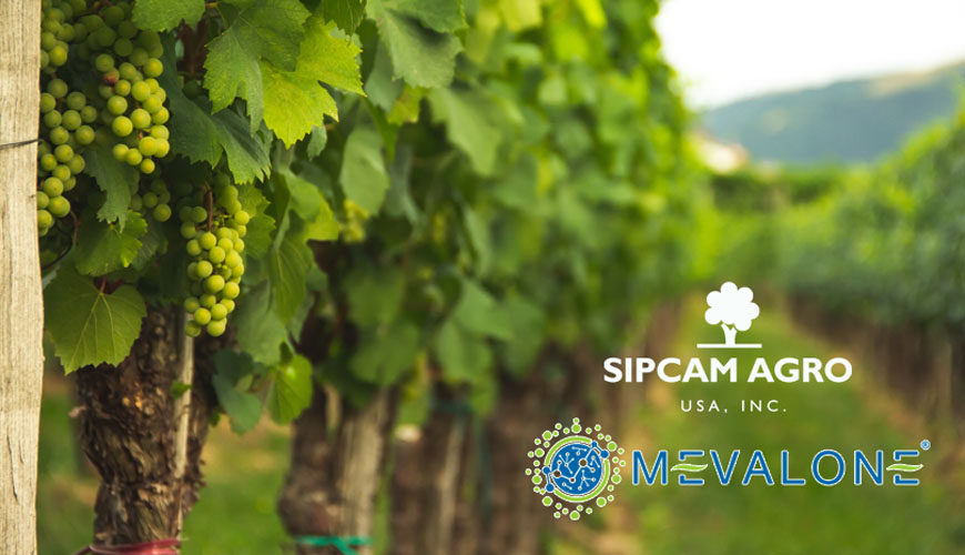 Sipcam Agro USA Partners with AgCEUOnline to Sponsor Continuing Education Course: Effective Management of Botrytis in Grape Vineyards
