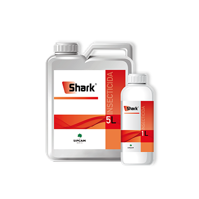 Shark