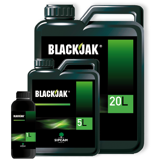 Blackjak