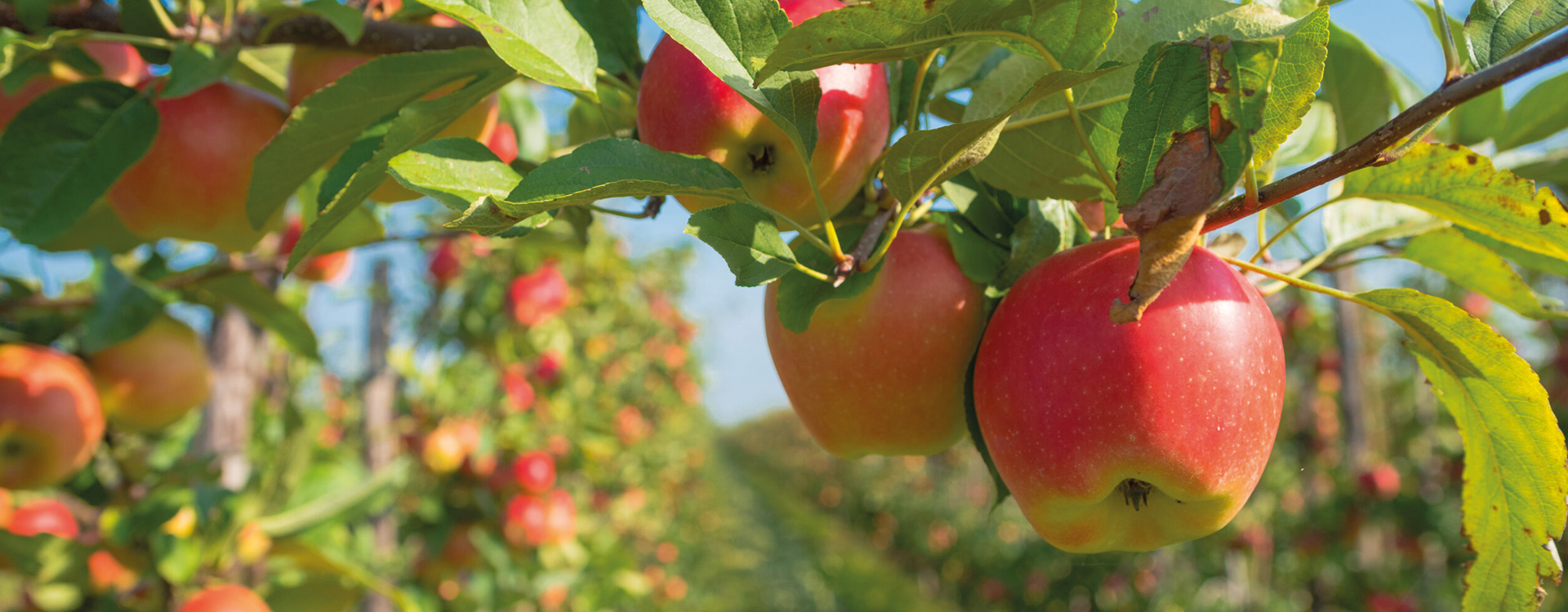 Ensemble, nous cultivons l'avenir, chaque jour