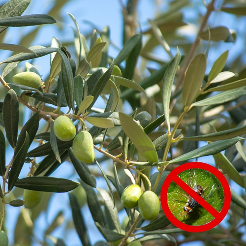 Bactrocera oleae: trappole per la difesa integrata contro la Mosca dell'olivo