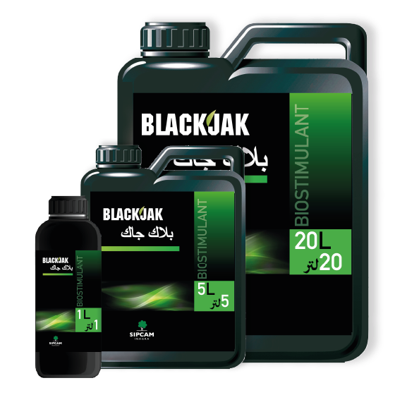 Blackjak
