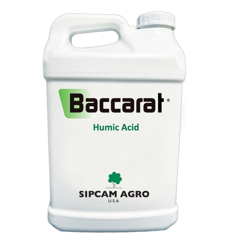 Sipcam Italia - Baccarat AG