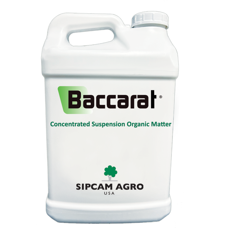 Sipcam Italia - Baccarat