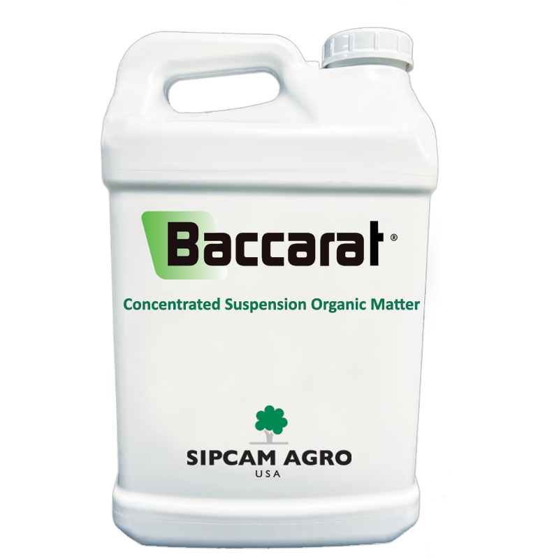 Baccarat - Sipcam USA